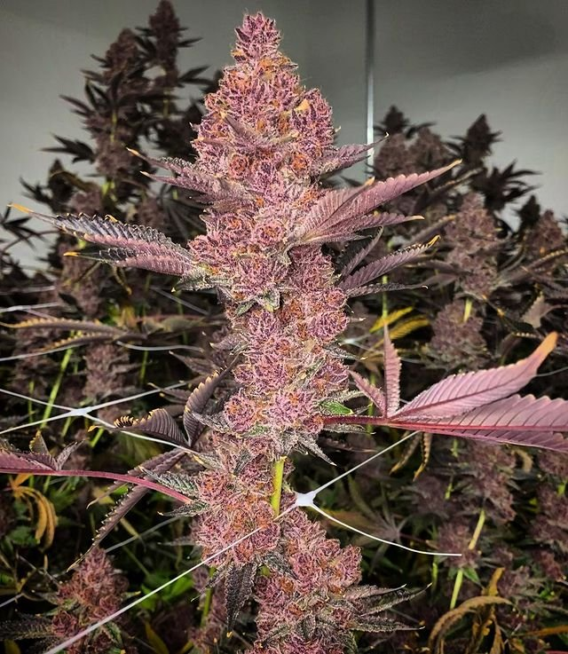 It's Friday time for another #Giveaway!!!

RULES
*US ONLY
LIKE AND RT
TAG A COUPLE OF GROWMIES.
FOLLOW <a href="/LoupeyGardener/">Loupey Gardener</a> &amp; <a href="/ForceofNatureCA/">ForceofNatureGenetics</a> 
DRAWING ON WEDNESDAY.

This giveaway is brought to you from the fine folks at Force of Nature in Canada, US shipping available.

This one is