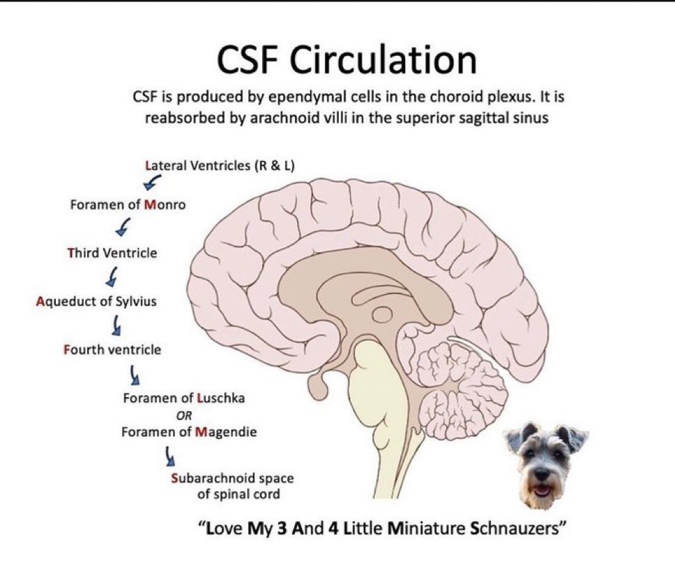 CSF circulation 
#neurotip #neuroanatomy