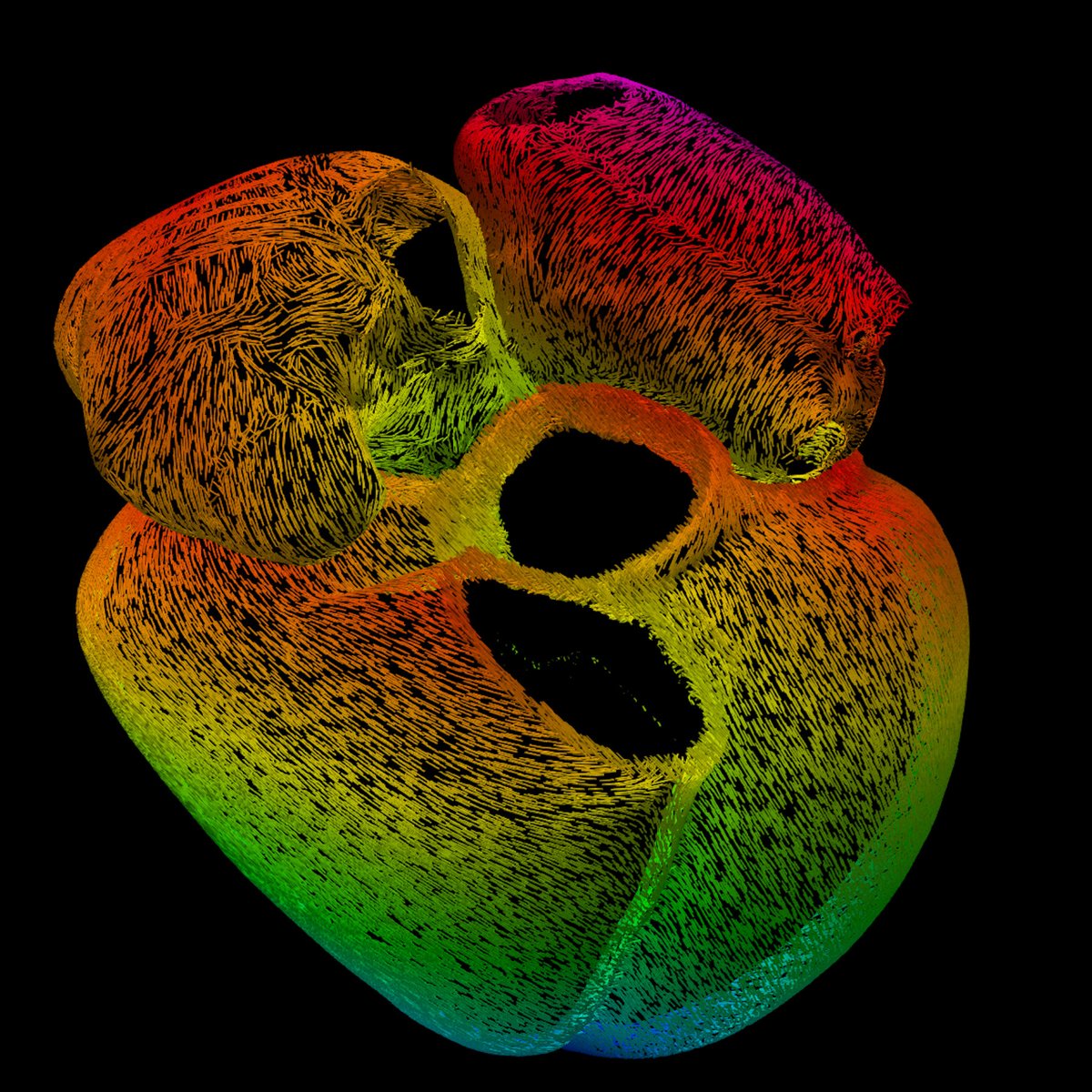Imagine seeing a heartbeat at the cellular level. Steven Niederer is leveraging MRI, biophysics &amp; AI to visualize muscle cell orientation in beating hearts. A new tool for understanding heart function! 🚀