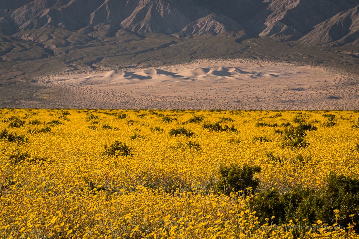 BasinSchool's tweet image. Death Valley National Park has been pretty amazing this year. Join Jeff Sullivan and Lori Hibbett for one of three itineraries in their 21st season exploring the Park! Death Valley landscape photography workshops: jeffsullivanphotography.com/death-valley-p… #deathvalley #nationalpark #phototours