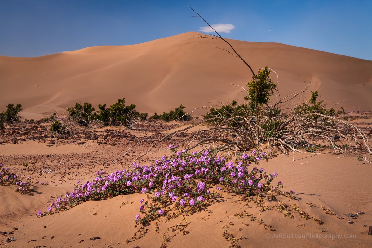 BasinSchool's tweet image. Death Valley National Park has been pretty amazing this year. Join Jeff Sullivan and Lori Hibbett for one of three itineraries in their 21st season exploring the Park! Death Valley landscape photography workshops: jeffsullivanphotography.com/death-valley-p… #deathvalley #nationalpark #phototours