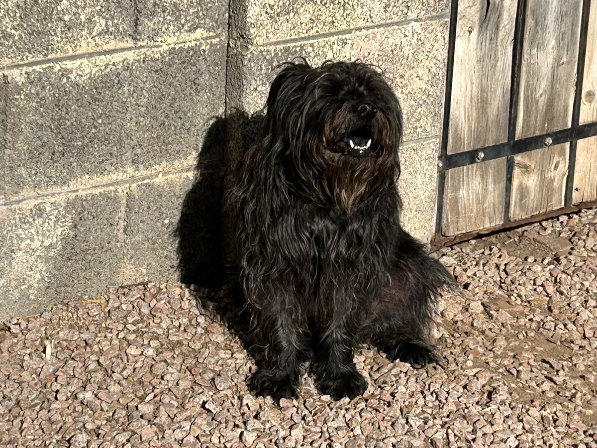 Pauline Jewett (@paulinejewett) on Twitter photo Edgar Allan Poe Dameron (Poe), who is so goth even his tongue is black, doing a little sunbathing this morning <a href="/dog_rates/">WeRateDogs</a> Edgar Allan Poe Dameron (Poe), who is so goth even his tongue is black, doing a little sunbathing this morning <a href="/dog_rates/">WeRateDogs</a>