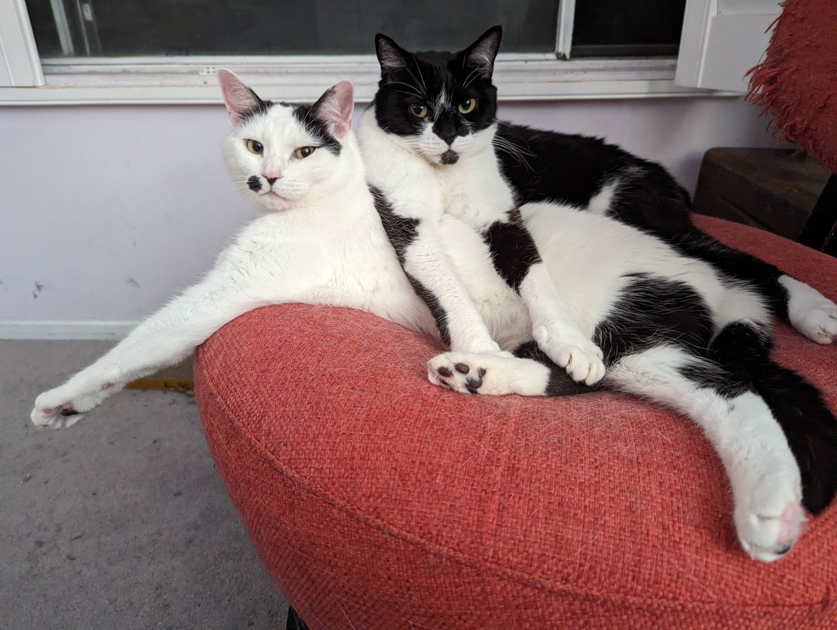 kathychirps's tweet photo. Hi @JortsTheCat @feederofcats @mrfishtopher @OneNerdyOpinion   and anyone else who sees this. Can you please share and help me find a home for these bonded ladies? Los Angeles area. Fostered at my house, adopt through AGWC Rescue. 

#cats #CatsofTwittter #CatsOfX https://t.co/eYeRVs22Gv