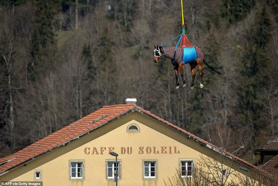 horse being airlifted quick flight through beautiful landscape which this horse might have enjoyed if it had not been blindfolded