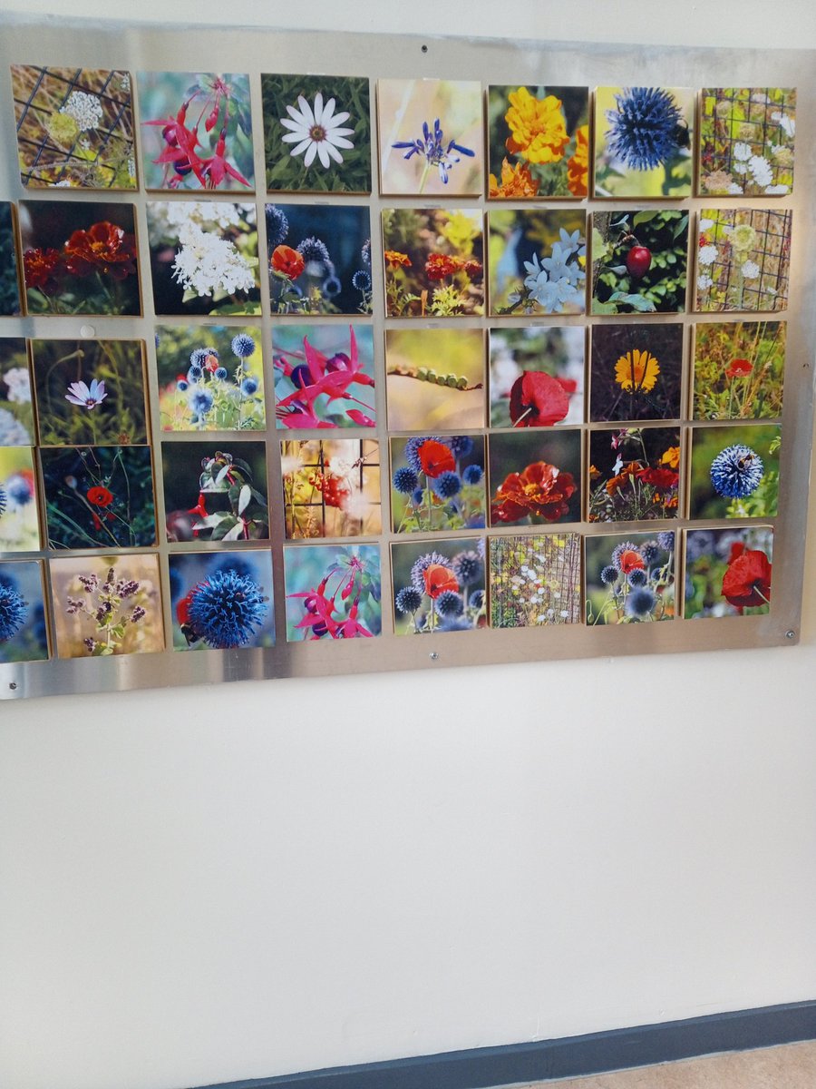 This afternoon we took cuttings from our lavender bushes &amp; did a bit of tidying.
The photography students took photos of the flowers and displayed them in the foyer-they look beautiful!