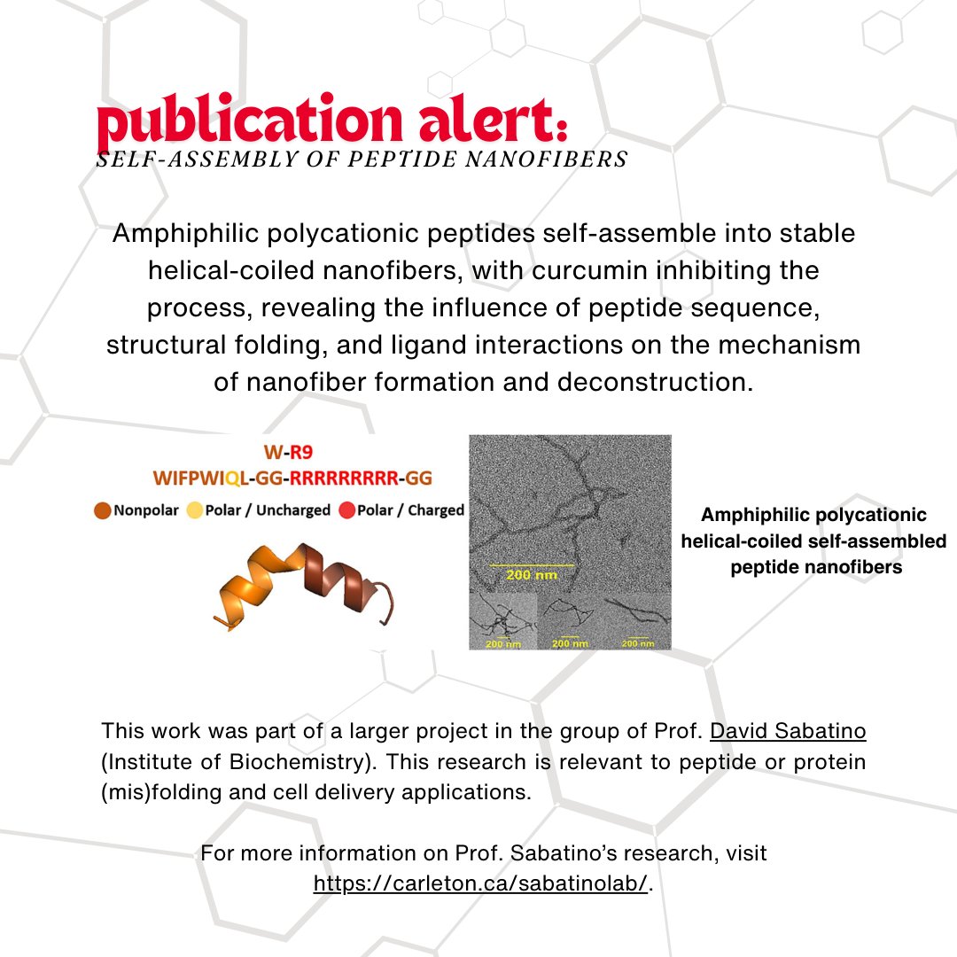 Carleton Science (@carletonscience) on Twitter photo Exploring the work of Grace Daniel (MSc Collaborative Specialization in Biochemistry/2024) on peptide nanofibers! Her research covers how amphiphilic peptides self-assemble into nanofibers and the effects of ligand interactions. 
shorturl.at/3zm8E Exploring the work of Grace Daniel (MSc Collaborative Specialization in Biochemistry/2024) on peptide nanofibers! Her research covers how amphiphilic peptides self-assemble into nanofibers and the effects of ligand interactions. 
shorturl.at/3zm8E