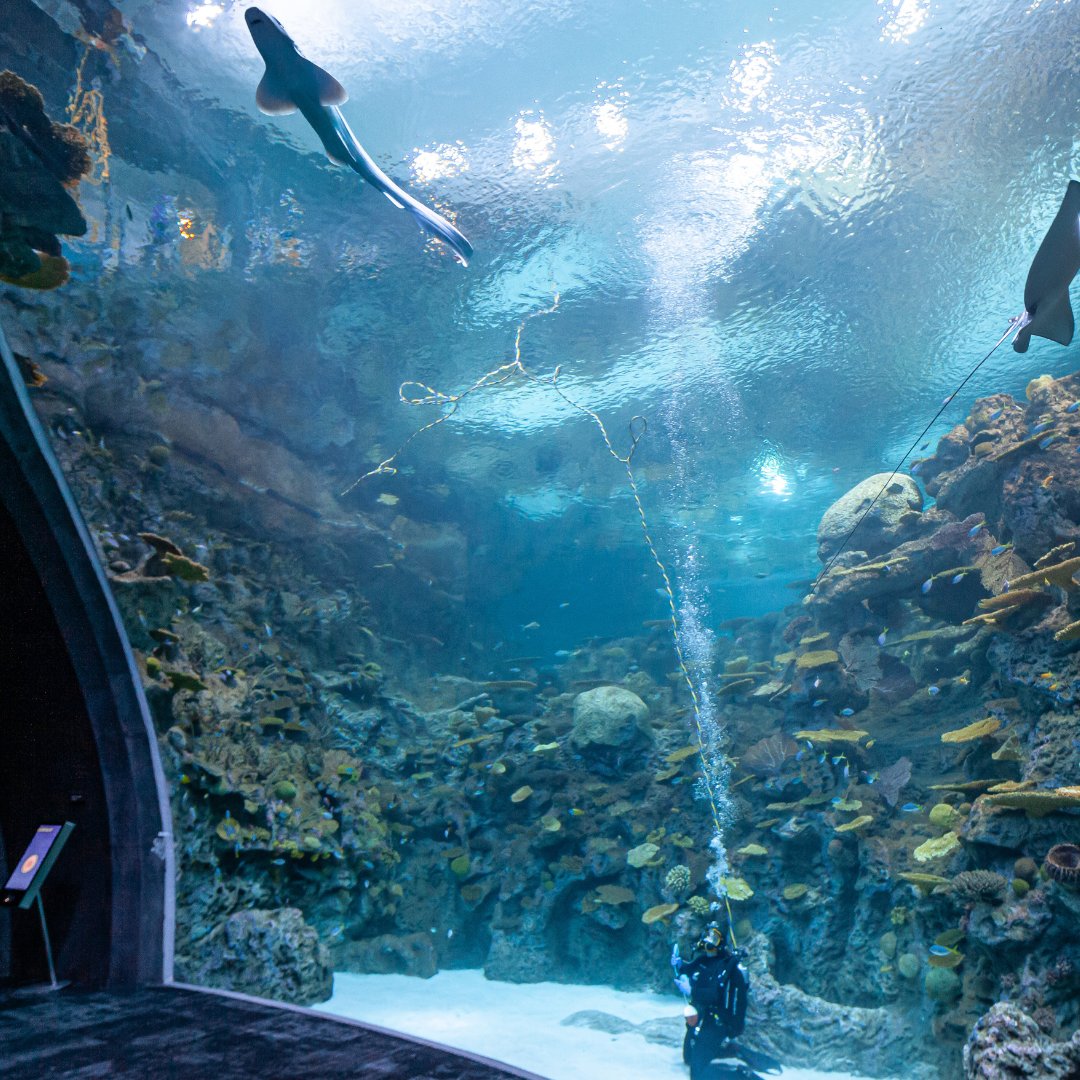 Making waves at the Seattle Aquarium's new Ocean Pavilion! 🌊🐠

Project details (featured in ENRnews): lnkd.in/eHJxBkmr
NY Times feature: lnkd.in/gCPh7_Zr

Learn more about Ardurra's aquatic expertise at lnkd.in/g6ew3U-t
Photo courtesy of Thinc Design