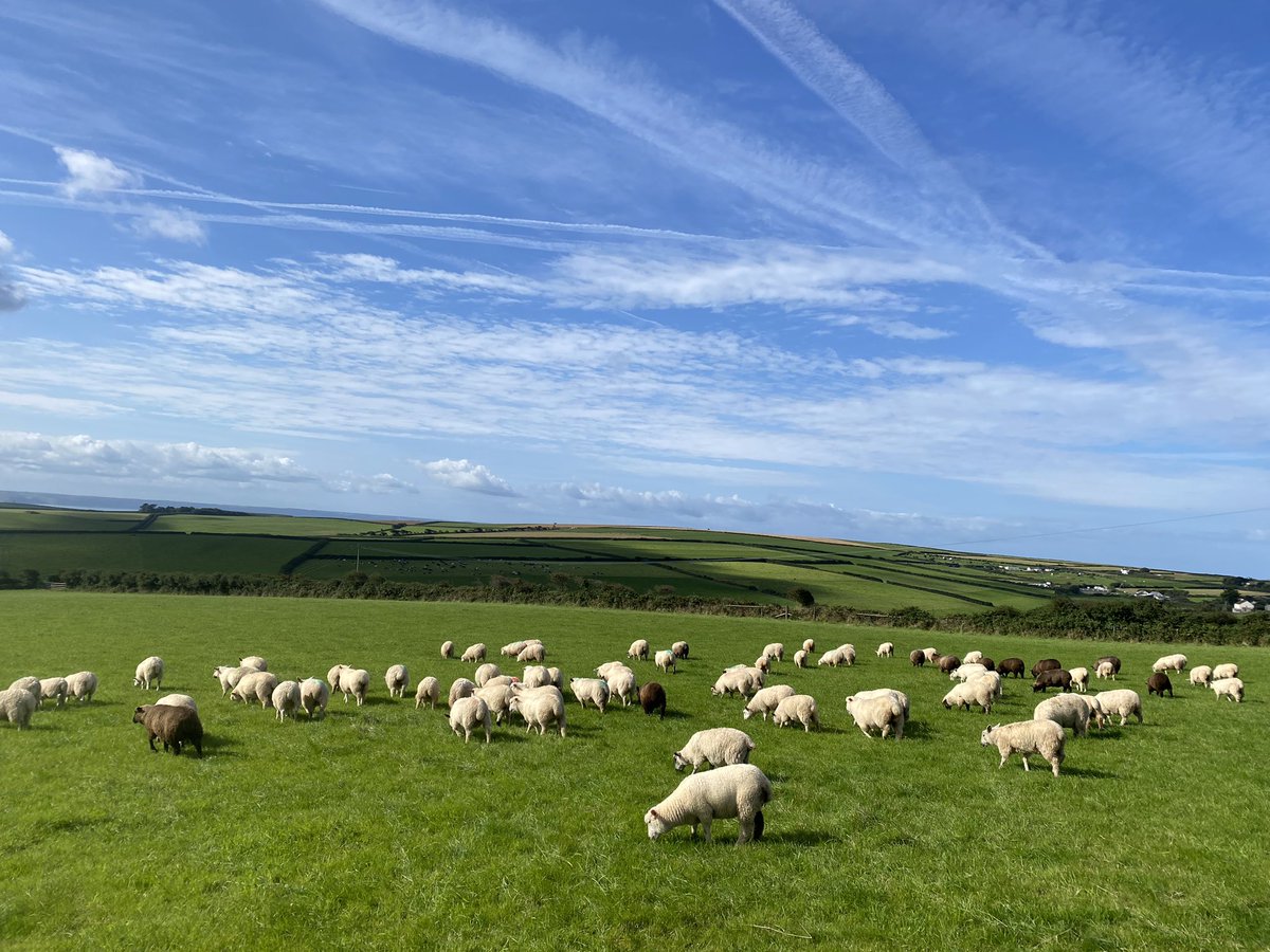 Farming in North Devon (@farmingdevon) on Twitter photo Last of the #lambs weaned today .. sun on there backs in glorious north #Devon <a href="/SoilAssociation/">Soil Association</a> #organic Last of the #lambs weaned today .. sun on there backs in glorious north #Devon <a href="/SoilAssociation/">Soil Association</a> #organic