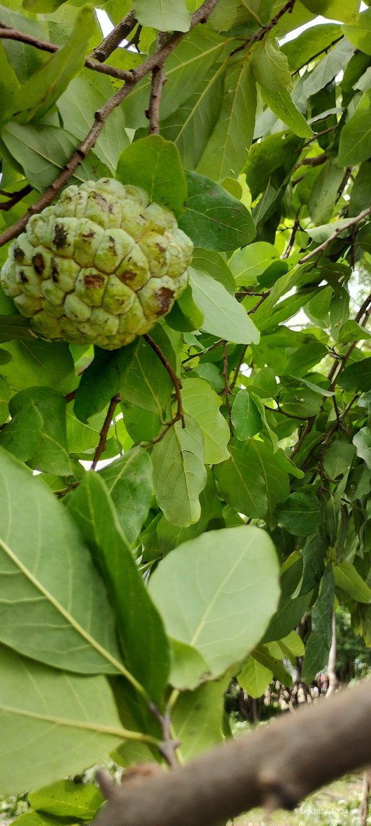 880kumar's tweet image. #Globalproblem   -Climate Change   ka    @Solution is   #Local. By MAKING   many  @ForestsUrban  in our  #Bharatwarsh. @anandvanpune  @PMOIndia    @aajtak   @FollowCII   @NITIAayog   @byadavbjp   @SMungantiwar   @nrp_gowda   @collectorpune1