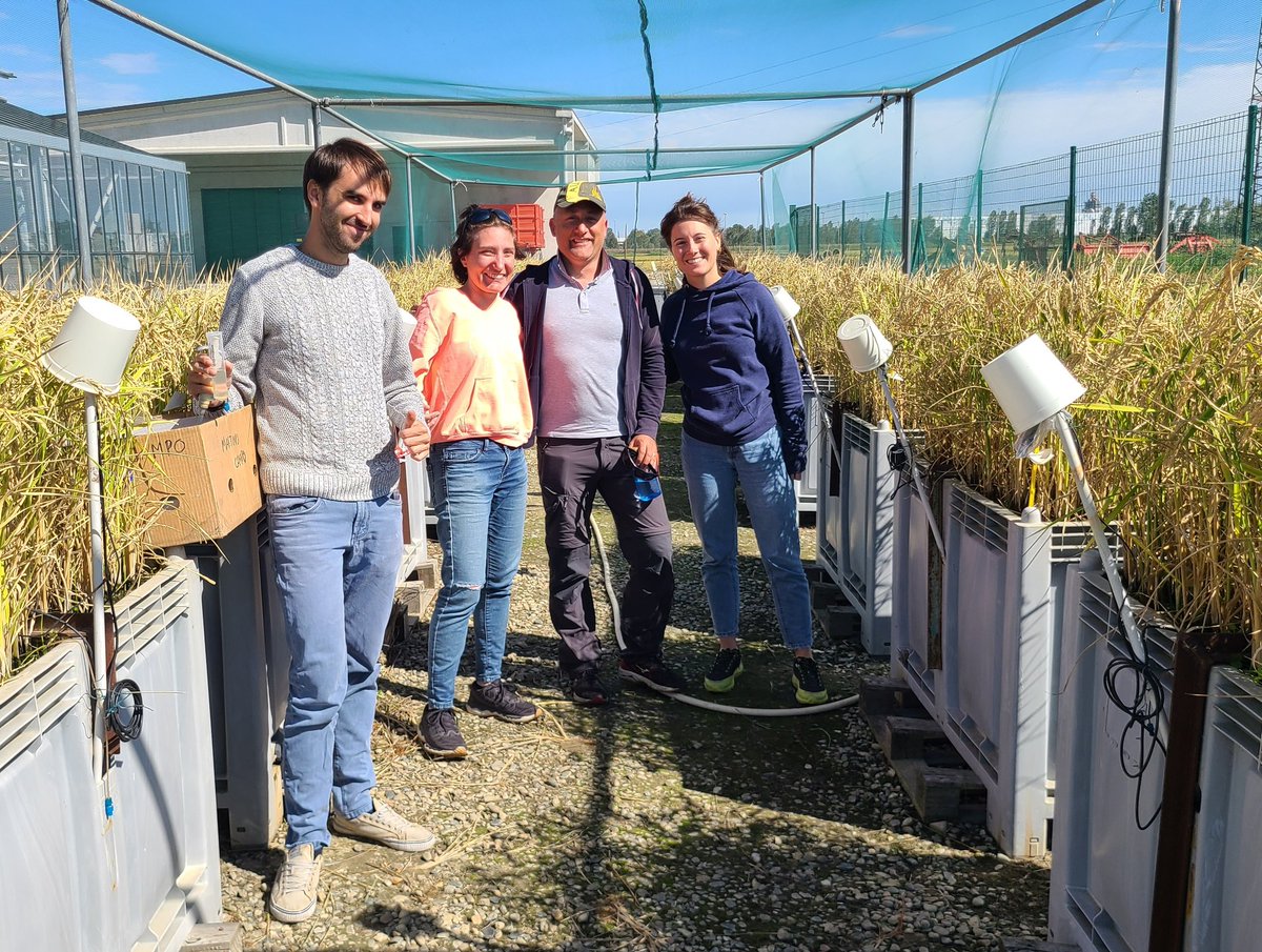 Daniel Said Pullicino (@dsaidpullicino) on Twitter photo Last sampling before rice harvest and the smiles on the faces of our PhD students Martino, Lucia and Alexine says it all. Well done for the hard work. #soil #paddy #SustainableFarming #methane #arsenic #nickel #watermanagement <a href="/DISAFA_INT/">#UNITO-DISAFA_INT</a> <a href="/unito/">Università di Torino</a> Last sampling before rice harvest and the smiles on the faces of our PhD students Martino, Lucia and Alexine says it all. Well done for the hard work. #soil #paddy #SustainableFarming #methane #arsenic #nickel #watermanagement <a href="/DISAFA_INT/">#UNITO-DISAFA_INT</a> <a href="/unito/">Università di Torino</a>