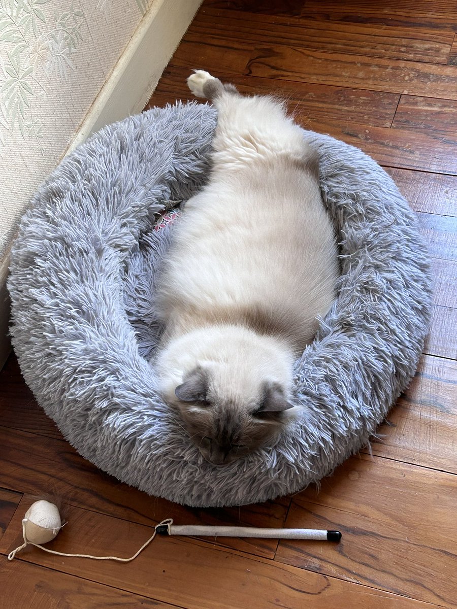 Visite éclair chez la blouse hier pour moi. J’ai fait une petite gastro. De toute façon les bipèdes sont malades aussi, covidés il paraît. Je rassure mes coupains et <a href="/JamaisMaurice/">Jamais sans Maurice</a> aujourd’hui je vais bien pour le #FelinFriday