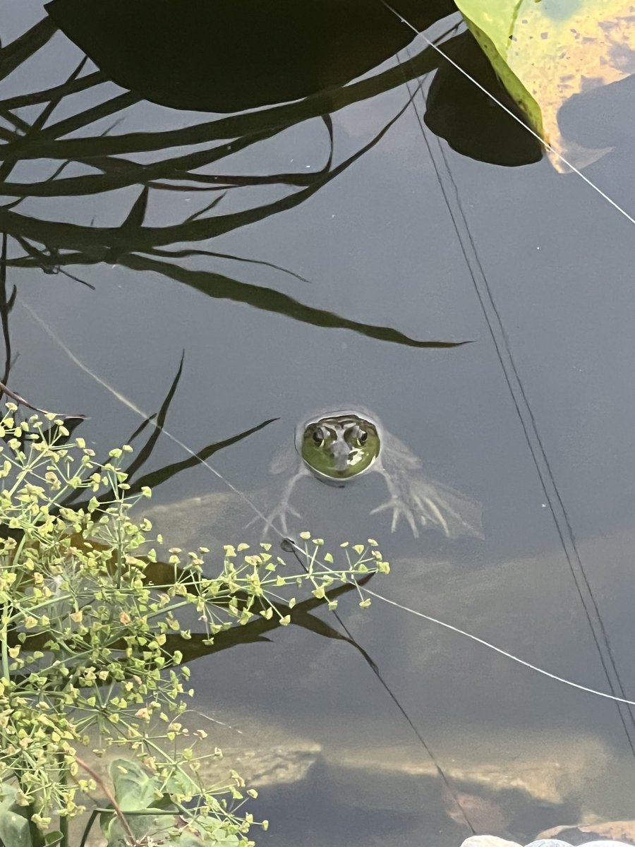 I did get a lot of writing done on Tuesday and Wednesday. Almost finished chapter 22. I’m also having to get all my iris into the ground. Need to finish up the garden. #WritingCommunity #AbrahamLincoln #AmWriting