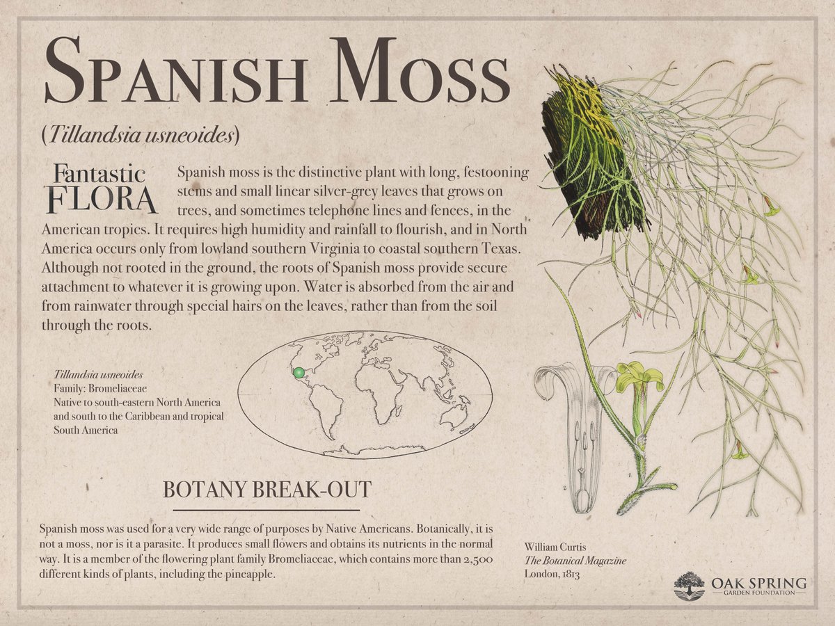 Happy #FantasticFloraFriday! You'll recognize today's plant if you've been to the American south or are familiar with Southern Gothic imagery.

For more tree-loving plants, visit fantasticflora.online.