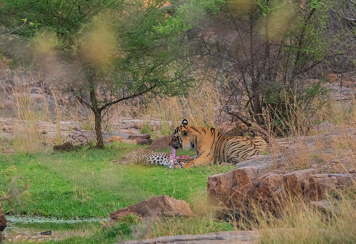 A tiger was feasting, but not on its usual prey – it was feeding on a leopard!

The shock, the awe, and the rarity of that moment left me speechless.rantha. These rare moments are what make the wild truly unpredictable and unforgettable."