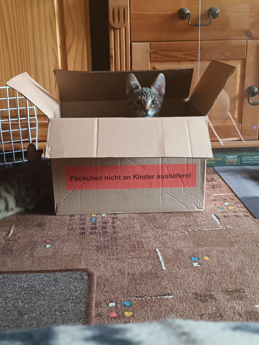 Nun steht das extra drauf. Aber scheinbar kann Piggeldy mit 3 Monaten noch nicht lesen.