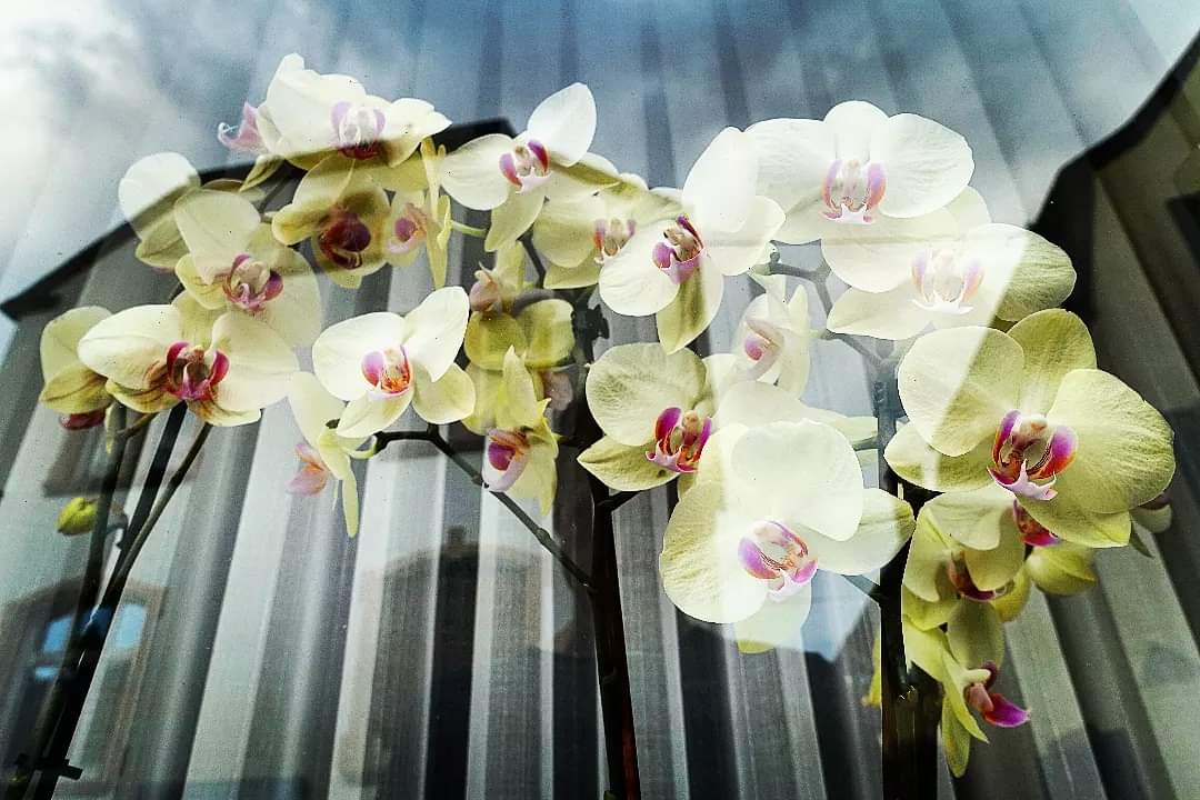 Um sich #Blümchen anzuschauen, #reisen Gruber und Finn in meinem #Roman "Die #Pandajäger" nicht nach #China. Links zum #Buch u. #eBook 👉 hmm-info.de/e-books/die-pa…

#Lesetipp #Abenteuer #Action #Thriller #Buchtipp #Spannung #China #Autor #heinermic #Schriftsteller #author #Lesen