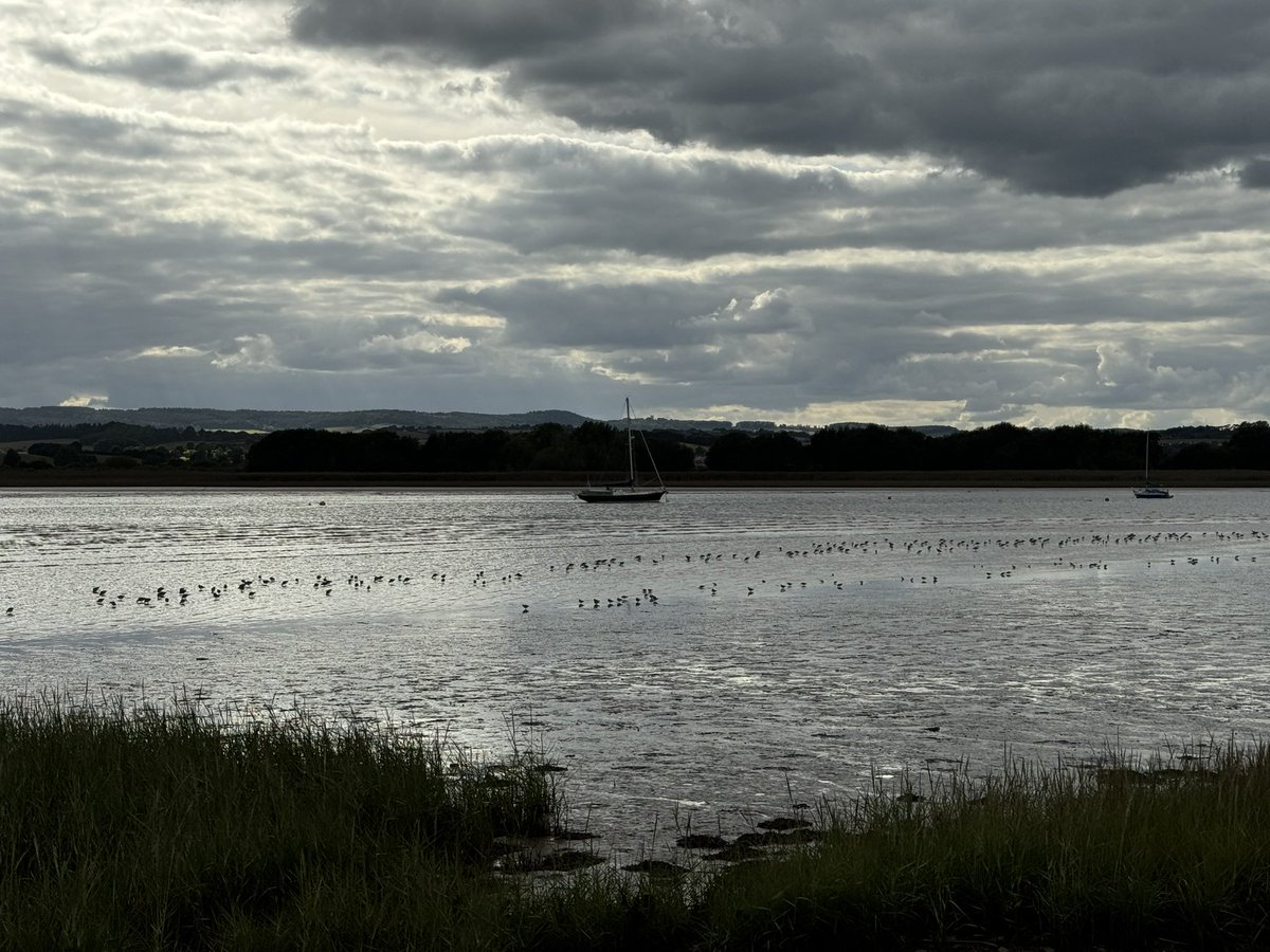 Steve Hearn (@stevesdhearn22) on Twitter photo Topsham mid afternoon. BGM quiet but few Pintail and plenty of Wigeon back. Viewing Platform - Osprey, Bar-tailed God, 8 Greenshank and Common Sand plus Common Seal. Goatwalk 57 Knot very close to path plus usuals <a href="/wildlife_devon/">Wildlife In Devon</a> <a href="/DevonBirds/">Devon Birds</a> <a href="/RSPBExeEstuary/">RSPB Exe Estuary & Darts Farm</a> Topsham mid afternoon. BGM quiet but few Pintail and plenty of Wigeon back. Viewing Platform - Osprey, Bar-tailed God, 8 Greenshank and Common Sand plus Common Seal. Goatwalk 57 Knot very close to path plus usuals <a href="/wildlife_devon/">Wildlife In Devon</a> <a href="/DevonBirds/">Devon Birds</a> <a href="/RSPBExeEstuary/">RSPB Exe Estuary & Darts Farm</a>