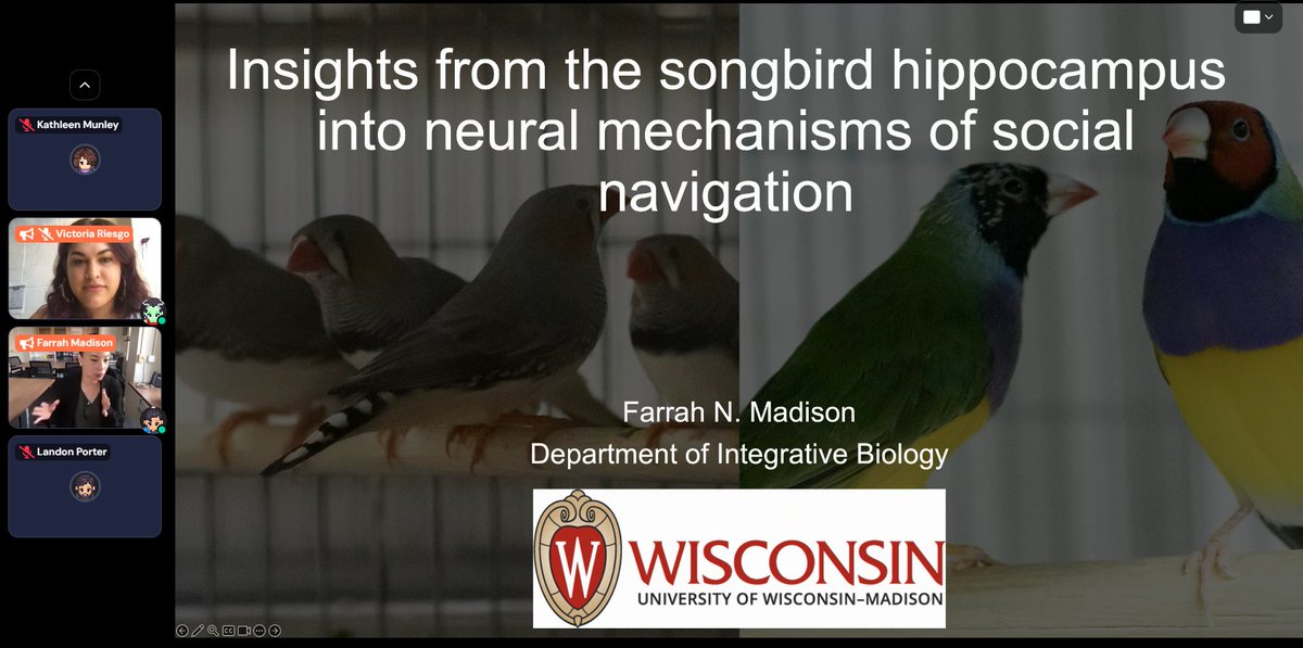 SBN Tweets (@sbntweets) on Twitter photo Our closing keynote speaker for the SBN Online Research Symposium is Dr. Farrah Madison @FarrahNMadison, who is telling us about her journey to becoming an Assistant Professor at <a href="/UWMadison/">UWβMadison</a> and her research on the neural mechanisms of social navigation in songbirds! π¦π§ Our closing keynote speaker for the SBN Online Research Symposium is Dr. Farrah Madison @FarrahNMadison, who is telling us about her journey to becoming an Assistant Professor at <a href="/UWMadison/">UWβMadison</a> and her research on the neural mechanisms of social navigation in songbirds! π¦π§