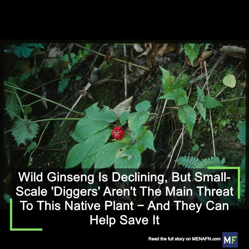 MENAFN's tweet image. Wild Ginseng Is Declining, But Small-Scale 'Diggers' Aren't The Main Threat To This Native Plant − And They Can Help Save It #Wild #Ginseng #Declining, #Small-Scale #'Diggers' #Aren't #Main #Threat #This #Native #Plant #They #Help #Save #Vaccines #Pills… dlvr.it/TDC5qV