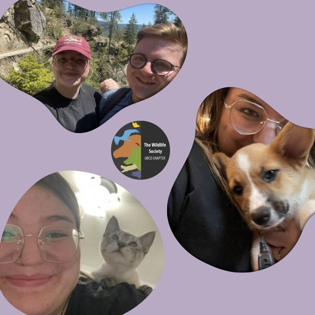 Happy Friday Wildlifers, the next exec we have for you is Aliyah Toews, your webmaster!

Learn more about Aliyah on our Instagram: instagram.com/p/C_3XT7GvpE1/…

Stay safe and stay wild! 🍁🐢🫎

#thewildlifesociety #ubc #ubco #ubcokanagan #wildlife #suo