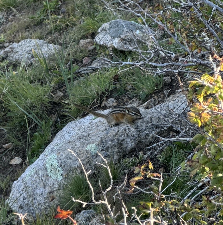 JenniferKFrey's tweet image. Was thrilled to share what we’ve learned about one of the rarest mammals in North America, the Peñasco Least Chipmunk, to biologists from @USFWS @LincolnUSForest and Mescalero Apache Tribe. Secured 2 biopsy samples for FWS Biobanking Project @sandiegozoo