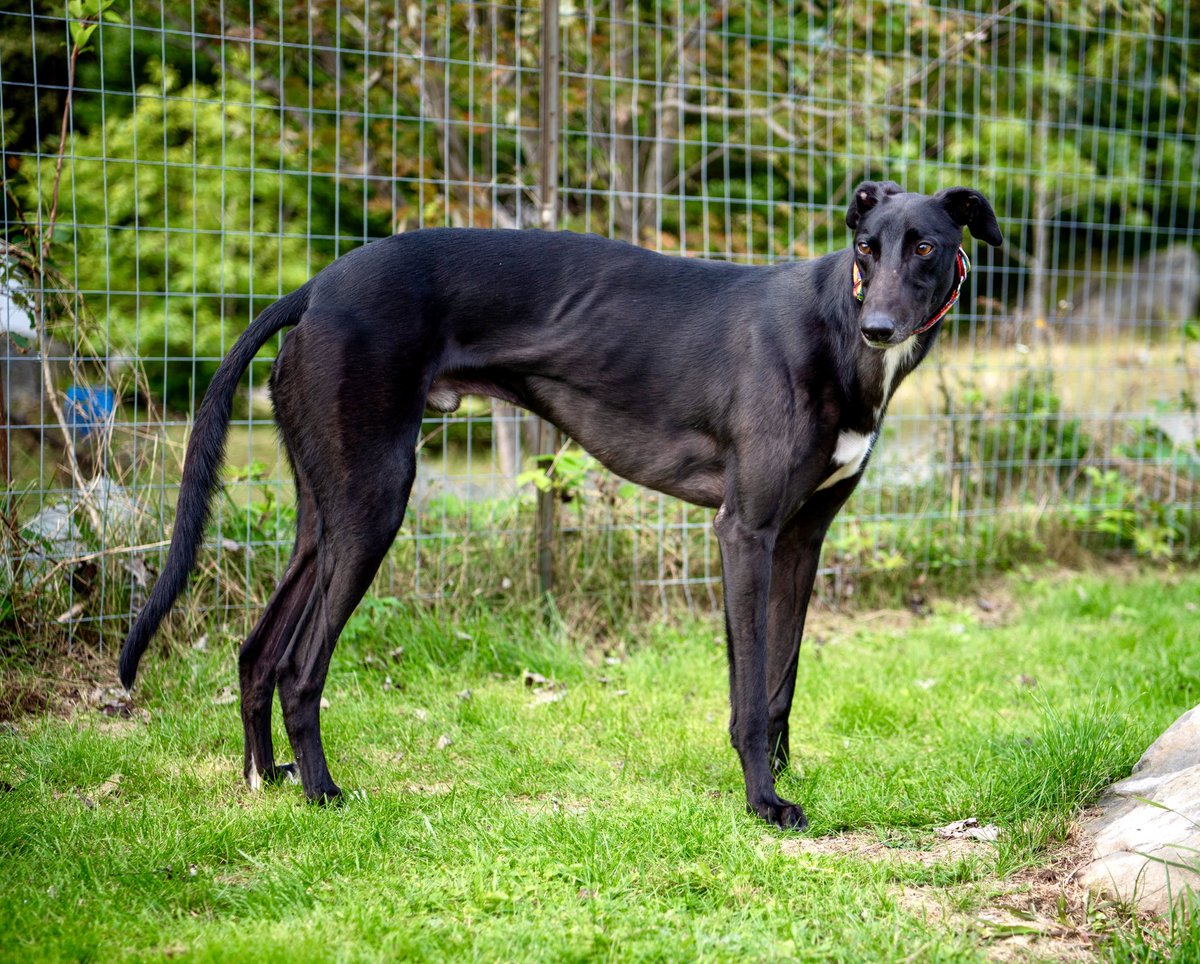 Congratulations to Al (Maxi’s Half Pint) on finding his family!💚
#adoptagreyhound
