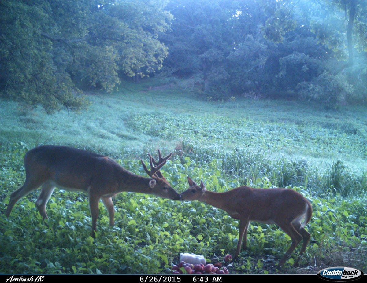 me   and   my  boyfriend   if  we   were   deer   and   i   kissed   my   deer   boyfriend