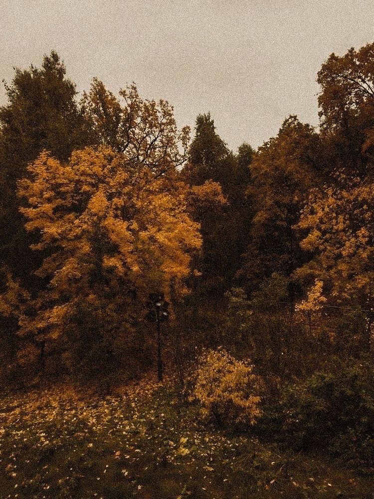 NostAcademia's tweet photo. Autumn aesthetic 🤎 Dark Academia https://t.co/m1GpkaOuAw