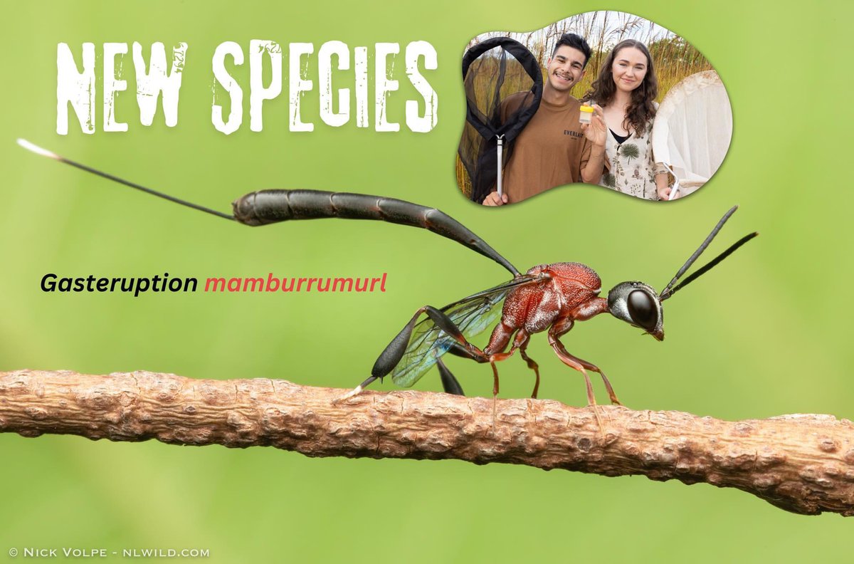 Nick Volpe tweet media