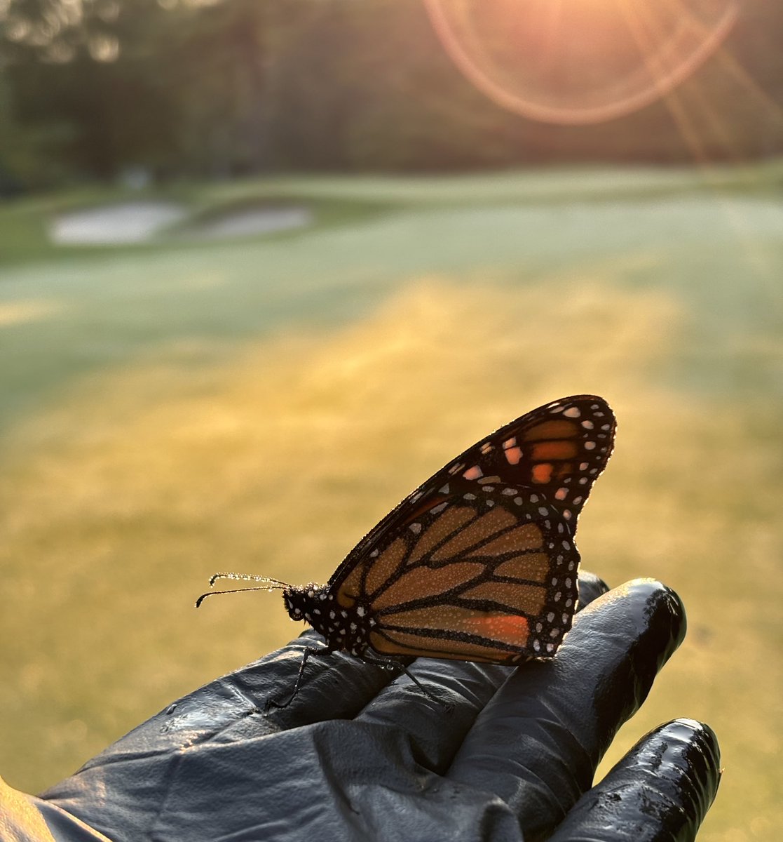Chainsaw, chipper, flymow/trim, bunker rake, spreader, sprayer, mainline break and repair… and a butterfly rescued from the dew.  Anything and everything but a hose this fine week! September. Top tier month in my book 🌞🍂🍃