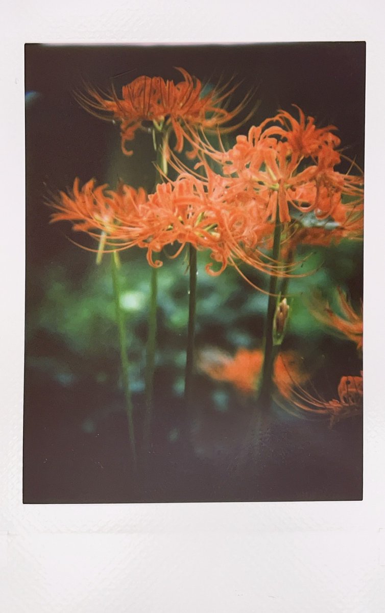ryoezou's tweet image. 今回使った分のチェキフィルム（instaxmini）の補填完了した。
これからも定期的に補充できそう
ガンガン使えるありがてえ
これから彼岸花と秋桜、秋バラが咲きますね
ポートレートも撮りたいけどモノクロチェキの補充は困難なので困る。。。
#NONSSL42
#チェキ