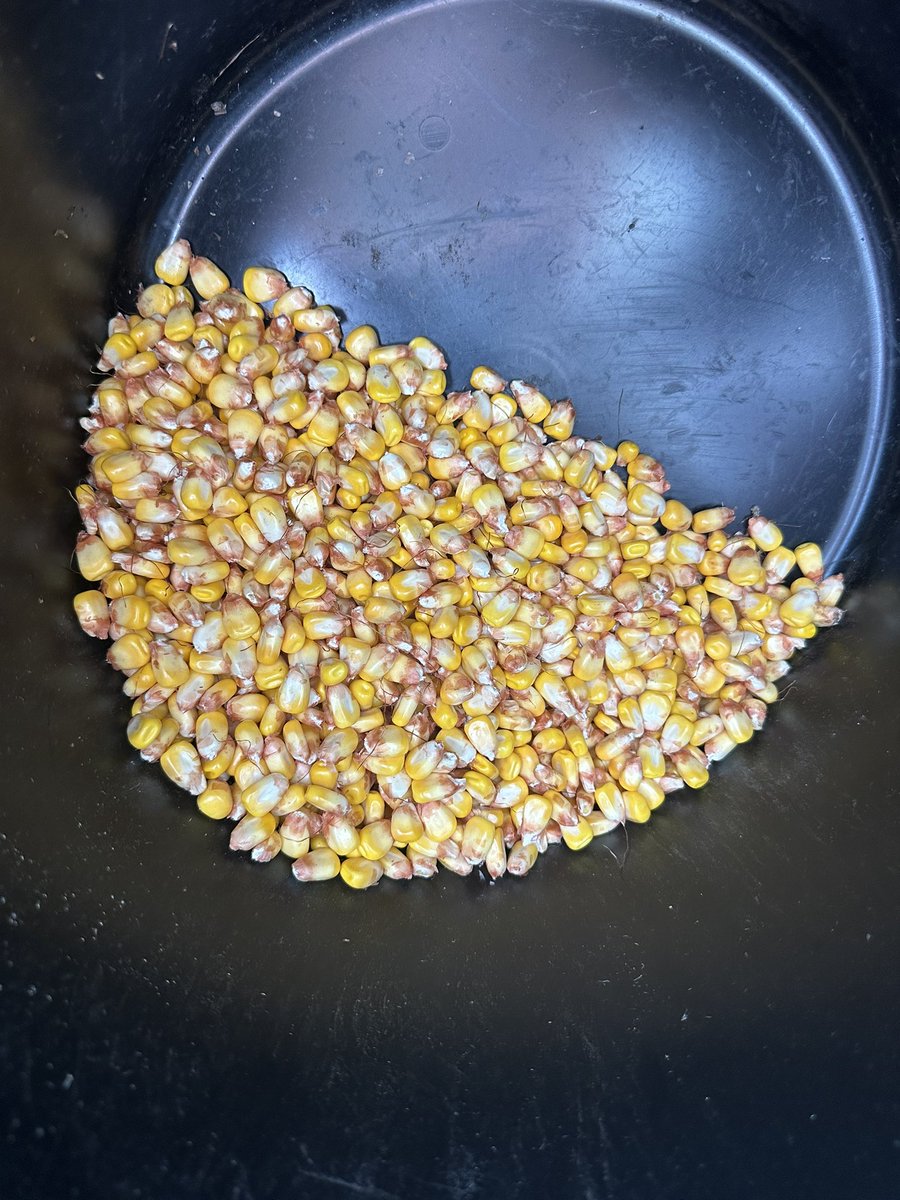 Ben Longlet 🇺🇸🌽🌱 tweet media