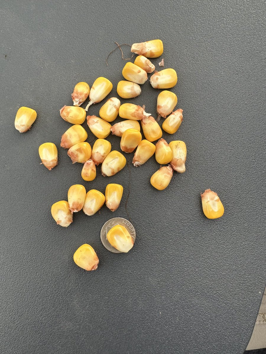 Ben Longlet 🇺🇸🌽🌱 tweet media