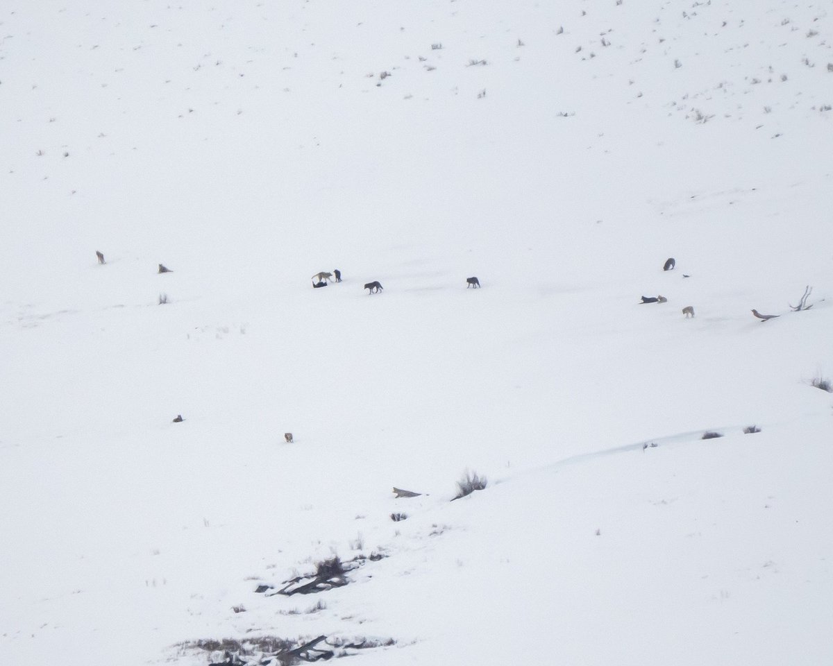 Going the distance.

Pack of Gray Wolves from nearly 10000 ft away in the Lamar Valley of Yellowstone.
