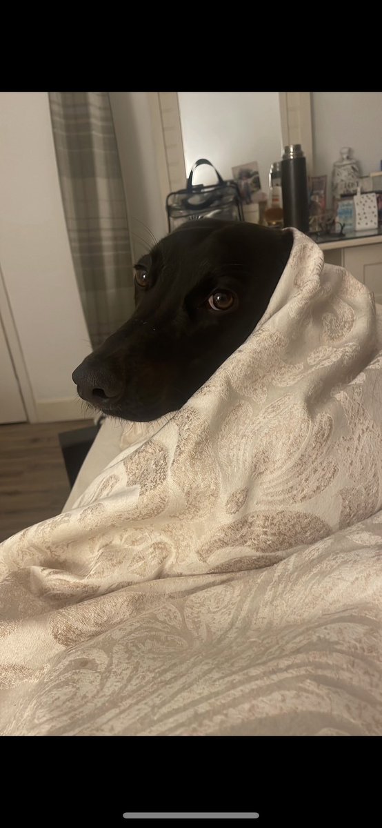 Our Lady of Lurchers 🩵