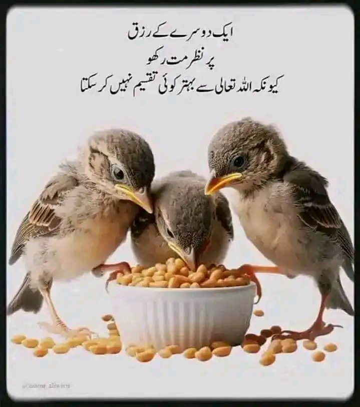 aliwritespk's tweet photo. 🌹الســلام علیــکم ورحــمتہ اللّٰــہ وبرکاتــہ🌹
ہمارا دل تیرے حکم کا منتظر ہے اور ہمیں تیری قدرت پر پورا یقین ہے، ہمارے لیے ایسے دروازے کھول دے جو ہماری امیدوں سے بڑھ کر ہوں اور ہماری زندگیوں میں سکون، خوشی، اور کامیابی کا باعث بنیں۔
*آمین یا رب العالمین!* 🤲
#ALIWRITES https://t.co/aWe43EOeHL
