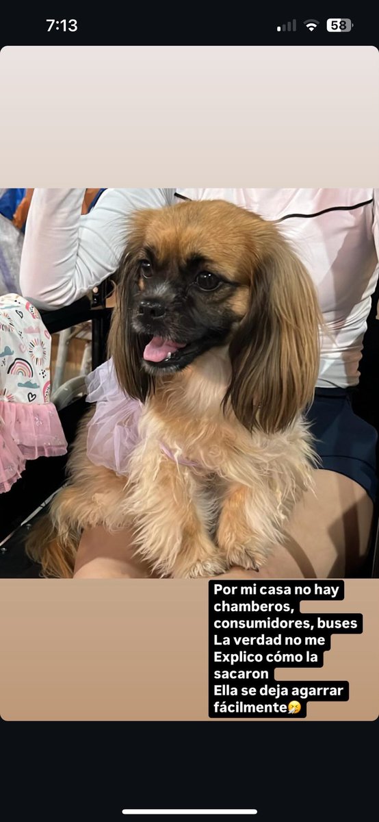 PatriciaDi25590's tweet photo. PERRO ESTÁ PERDID
 ZOÉ 
Fecha 11/9/24 10:20 
Sector Mirador San Eduardo Avenida BARCELONA 
obs : pequeña color café con blanco , está esterilizada, tiene una hernia umbilical , tiene maloclusion dental 
Contactos : 0980887437 - 0967313258
#perritos 
#Guayaquil 
#barcelona #guayas https://t.co/Faz2fdgajS