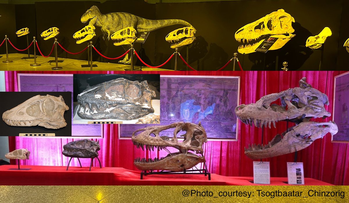 For #FossilFriday The largest number of complete and ontogenetically variable Mongolian Late Cretaceous tyrant theropod, Tarbosaurus bataar (Maleev, 1955b). The length of the skulls ranges from ~less than 18 cm in a juvenile individual to over 1 meter in an adult individual.