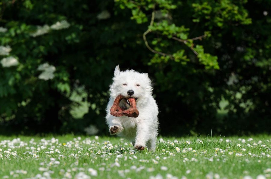 CrowdPets's tweet photo. Consejos para adiestrar a tu cachorro para que no te muerda las manos https://t.co/235DdtiHeO https://t.co/X3OMqNArLV