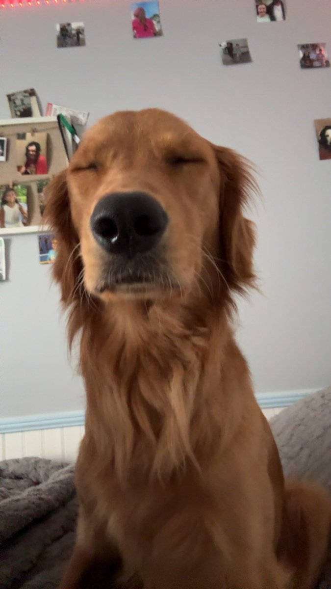 BarstoolStetson's tweet image. #GoodBoyFriday 🐶