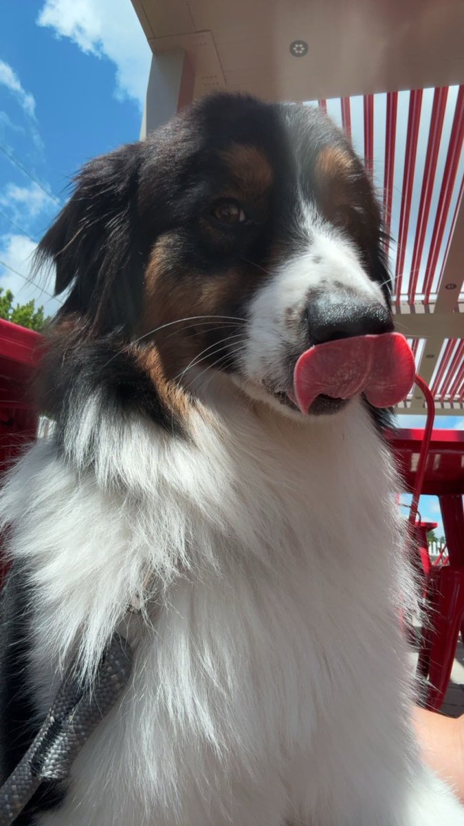 BarstoolStetson's tweet image. #GoodBoyFriday 🐶