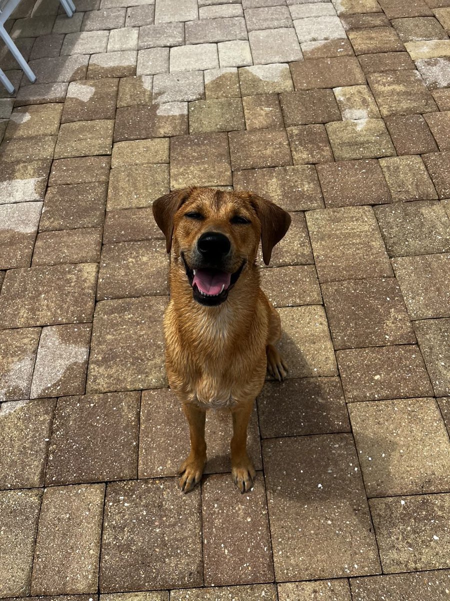 BarstoolStetson's tweet image. #GoodBoyFriday 🐶