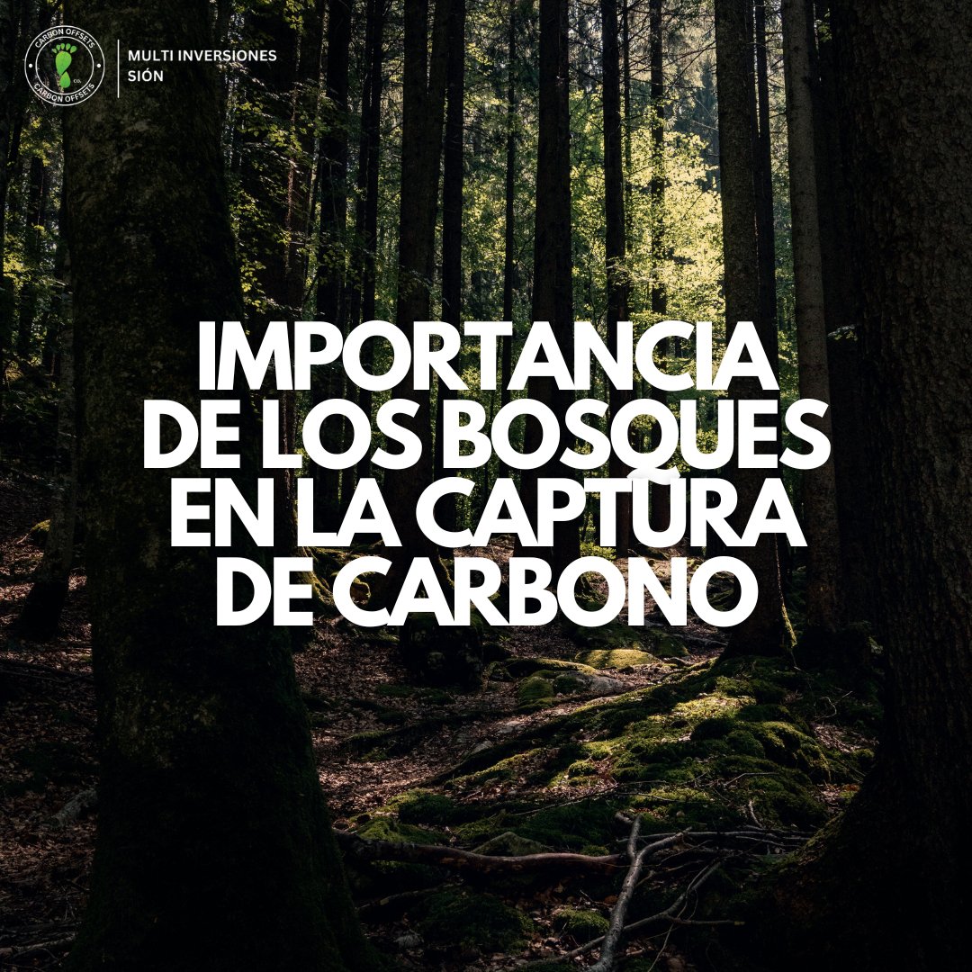 MultiSion1_hn's tweet photo. Los bosques son esenciales en la lucha contra el cambio climático. A través de la fotosíntesis, absorben dióxido de carbono (CO2) de la atmósfera, almacenándolo en sus troncos, ramas y raíces. https://t.co/8In7aVzTJf