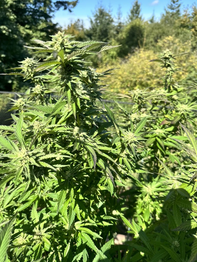 Countmerrick's tweet photo. Ok @LoupeyGardener been seeing your post. This is my first grow. Panama 09 and grapeade! How many more weeks of flowering do you think I got?? https://t.co/5sIiD80qGD