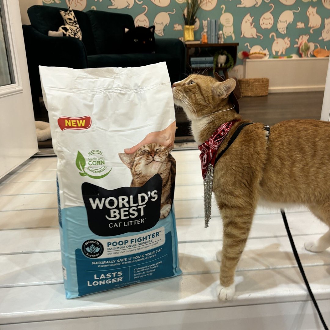 CatConWorldwide tweet media