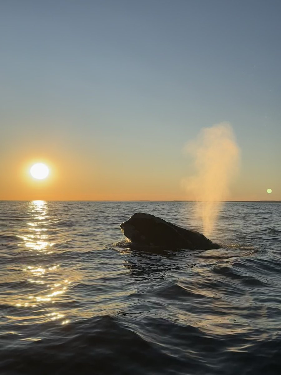 lutitravelguide's tweet photo. Bueno, me pidieron el itinerario &amp; guía de viaje a Puerto Pirámides ~ Peninsula Valdes en temporada de ballenas. Incluyo información de recorrido, alojamientos, gastronomía, avistaje. Y recomendaciones. Abro hilo para guardar  &amp; compartir, ojalá les inspire a organizar su viaje. https://t.co/22k0j1u8nX