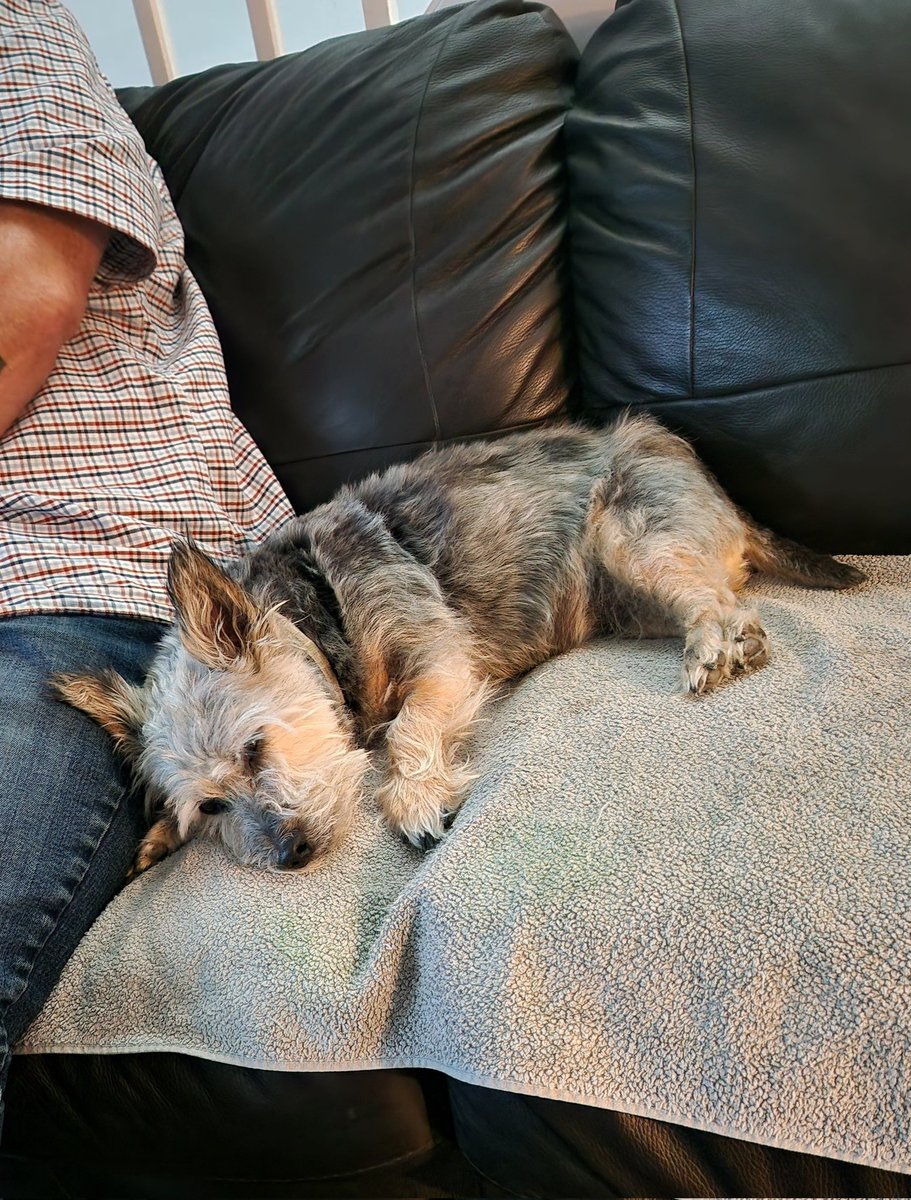 JACK BovverBoy 🐕 tweet media