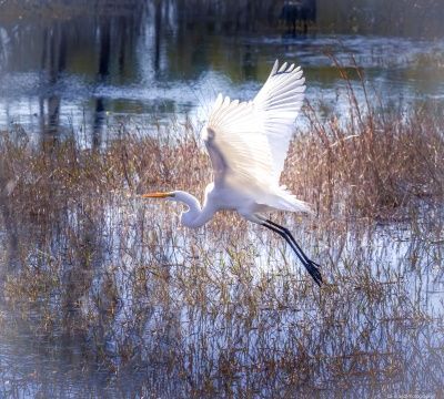 NWFLphotos's tweet image. As a wildlife shutterbug in Florida State Parks, the shocking news of transforming parts of the parks into golf courses was staggering. I'm relieved it's under review. The audacity to disrupt such natural splendor is baffling.  #ProtectNaturalBeauty #FloridaStateParks