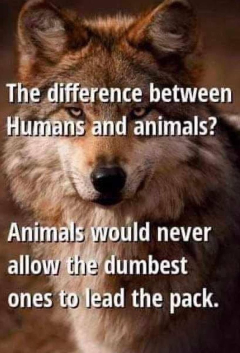 soursillypickle's tweet image. Is this true???