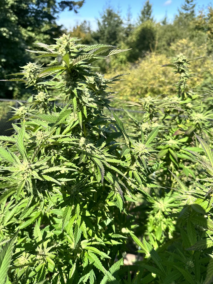Countmerrick's tweet photo. @CryptoChronicX My first grow! Panama 09 and GrapeAde! How many more weeks of flowering do you we the girls got?? https://t.co/ESXag7ffNQ